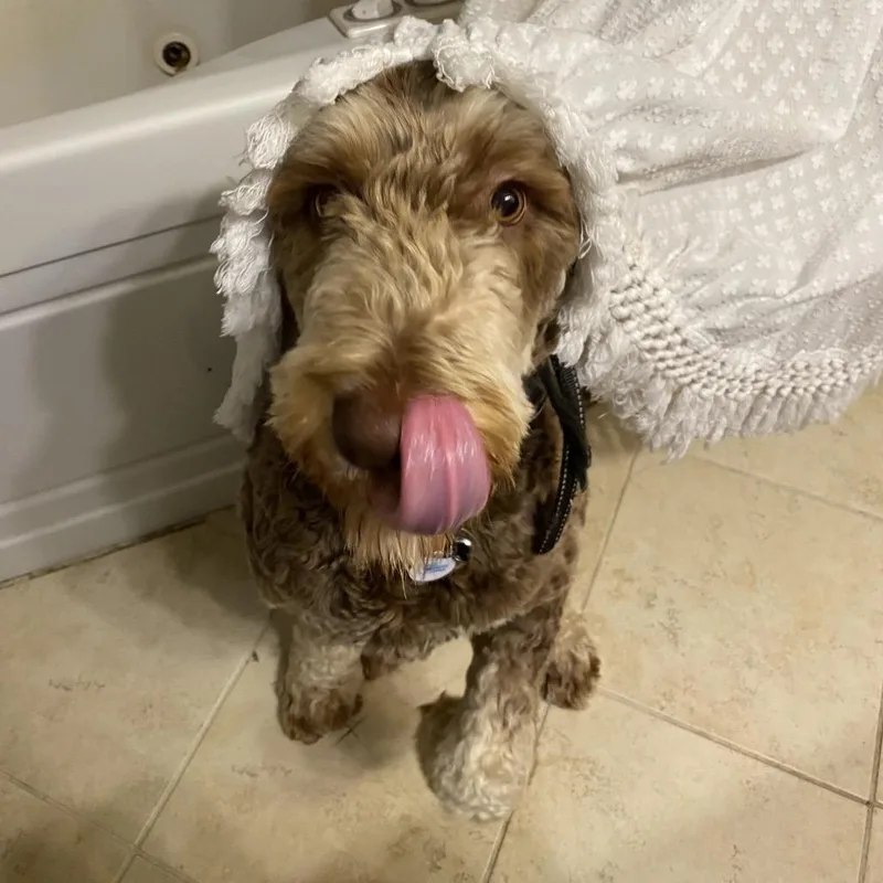 An adult small-sized male Brown / Chocolate English Springer Spaniel dog named Migo for adoption in Rochester, MN