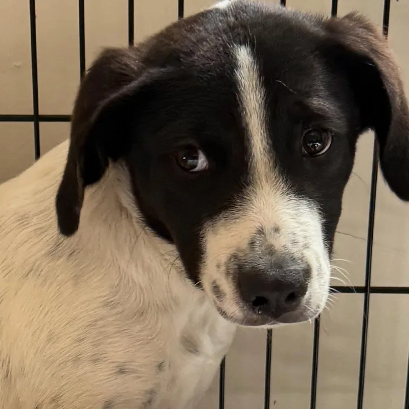 A baby medium-sized male Coonhound dog named Nox for adoption in Cumming, GA