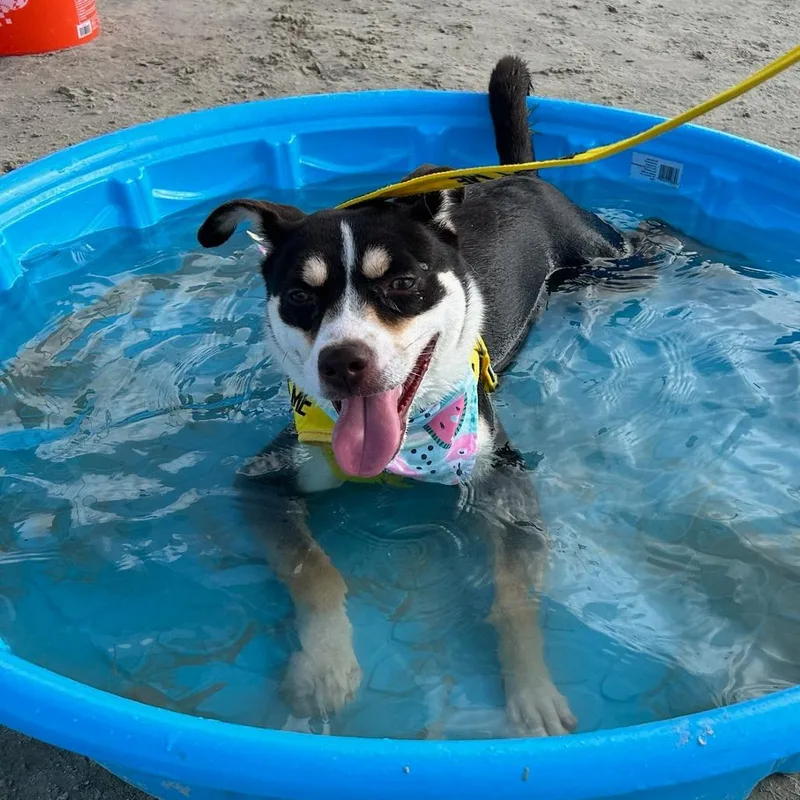 An adult small-sized female Mixed Breed dog named Jitterbug for adoption in Galveston, TX