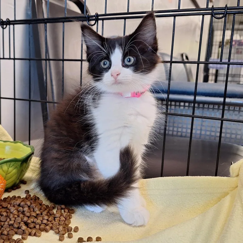 A baby small-sized female Black Domestic Short Hair cat named Firecracker for adoption in Delaware, OH
