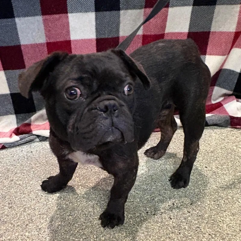 An adult small-sized male Brindle French Bulldog dog named IVHSStray for adoption in San Gabriel, CA