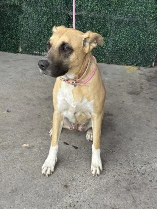 An adult large-sized female Yellow / Tan / Blond / Fawn Shepherd dog named Lady for adoption in El Paso, TX