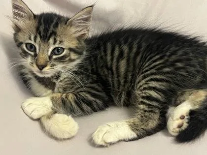 A baby small-sized male Domestic Short Hair cat named Plato for adoption in Chamblee, GA