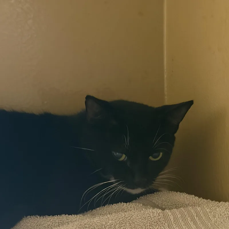A young medium-sized female Black & White / Tuxedo Domestic Short Hair cat named Raven for adoption in Worcester, MA