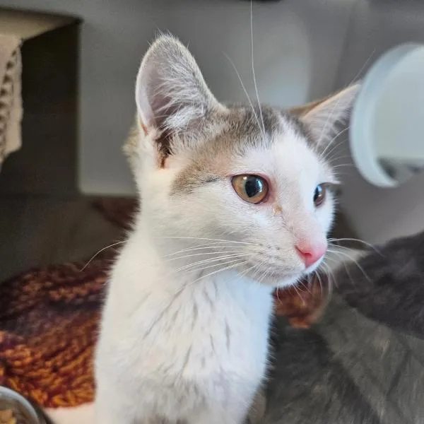 An adult small-sized female Domestic Short Hair cat named Alluka for adoption in Des Moines, IA