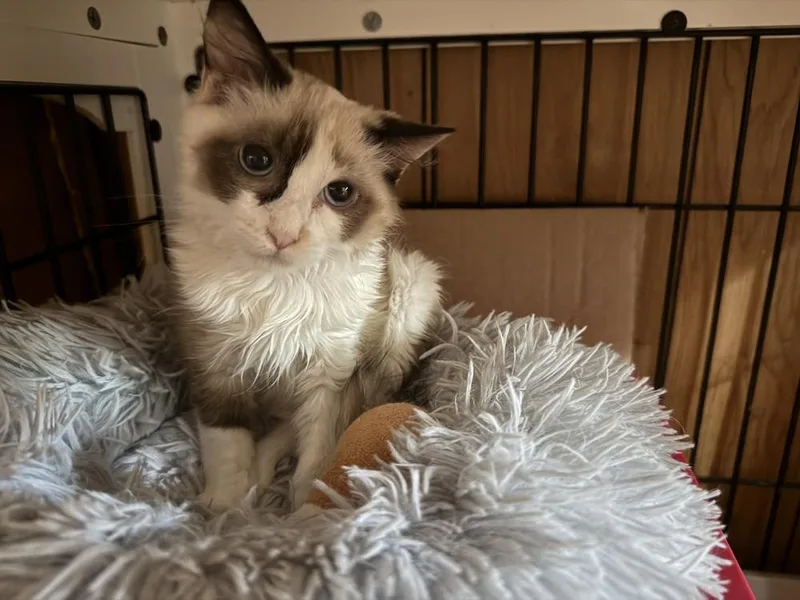 A baby small-sized female Domestic Medium Hair cat named Baby Blue for adoption in Beaumont, CA