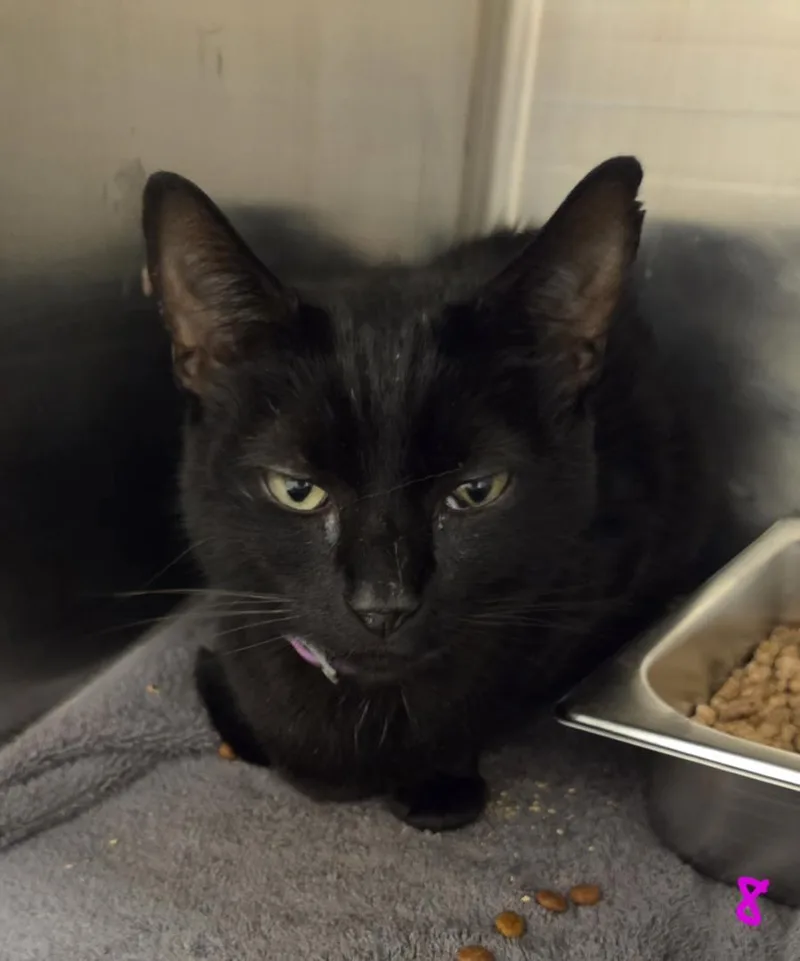 An adult medium-sized male Domestic Short Hair cat named Jacoby for adoption in Hagerstown, MD