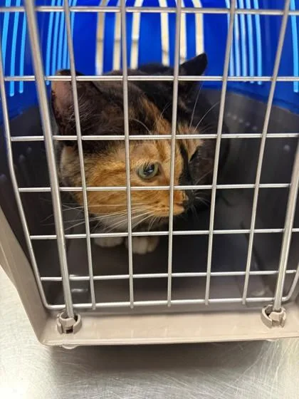 An adult large-sized female Domestic Short Hair cat named Gloria for adoption in Verona, WI