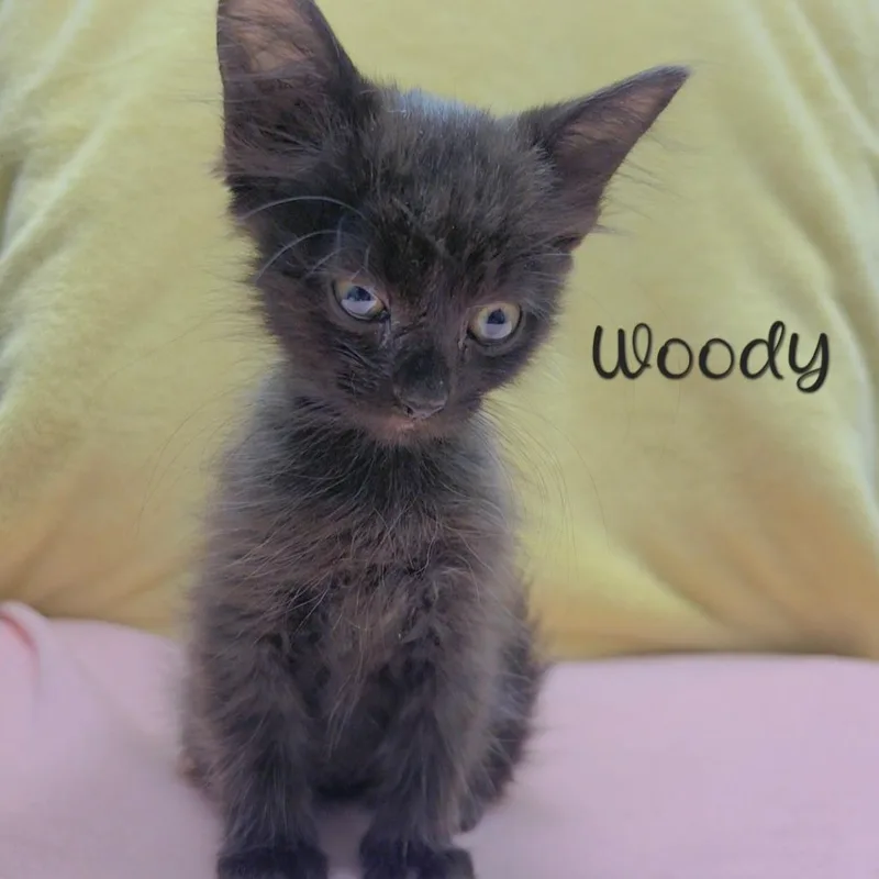 Woody
