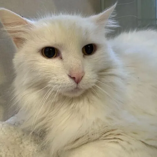 A senior large-sized female Domestic Long Hair cat named Evelyn for adoption in Jackson, MI