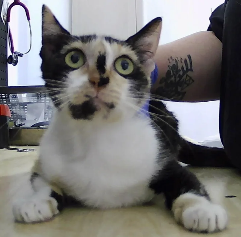 An adult medium-sized female Black & White / Tuxedo Domestic Short Hair cat named Penny for adoption in Anoka, MN