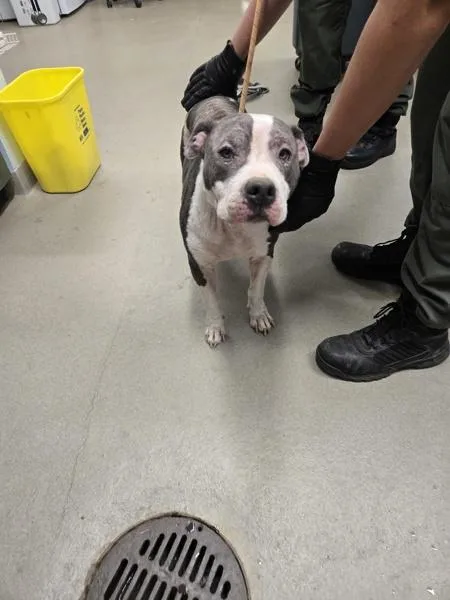 An adult large-sized female Pit Bull Terrier dog named Brenda Lee for adoption in Millersville, MD