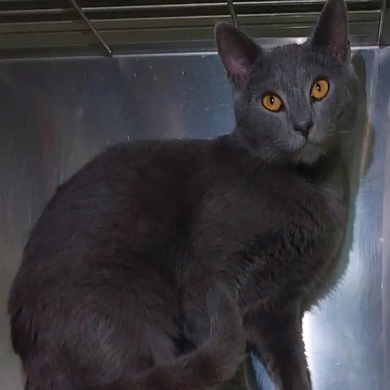 A young medium-sized male Gray / Blue / Silver Domestic Short Hair cat named Crowley for adoption in Dayton, OH