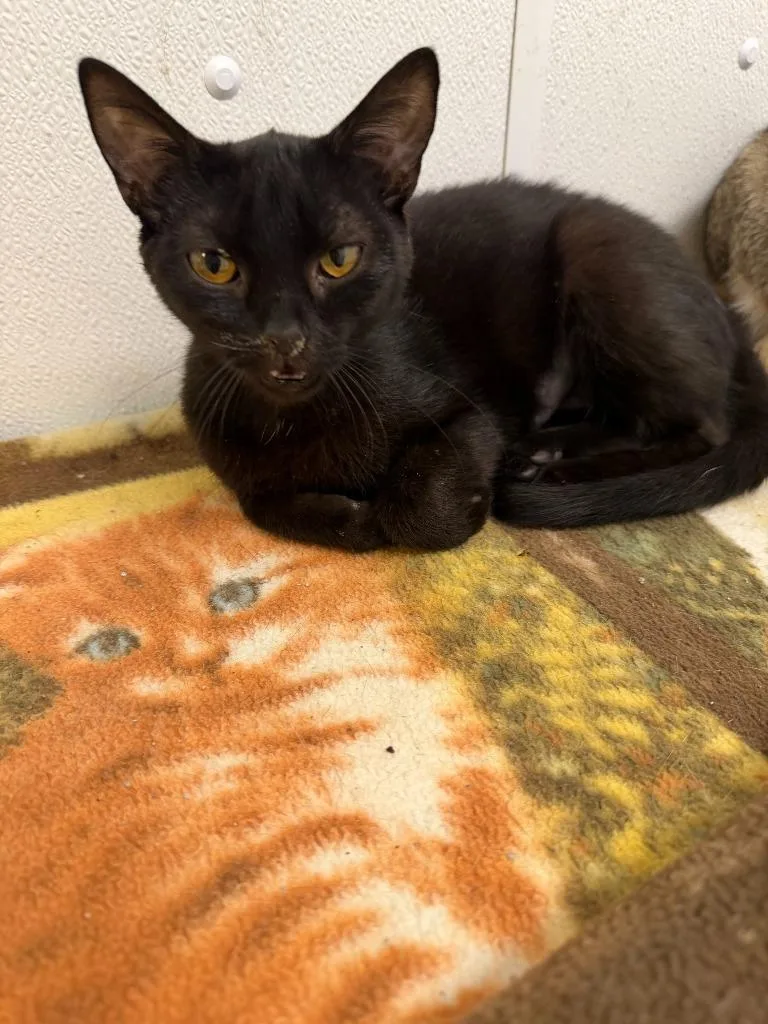 A baby small-sized female Domestic Short Hair cat named Tulip for adoption in Ogdensburg, NY
