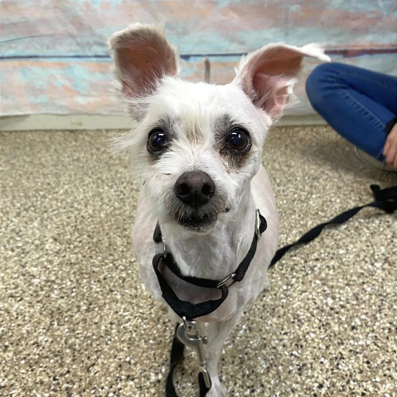 A senior small-sized male White / Cream Chihuahua dog named Jax for adoption in Cheyenne, WY