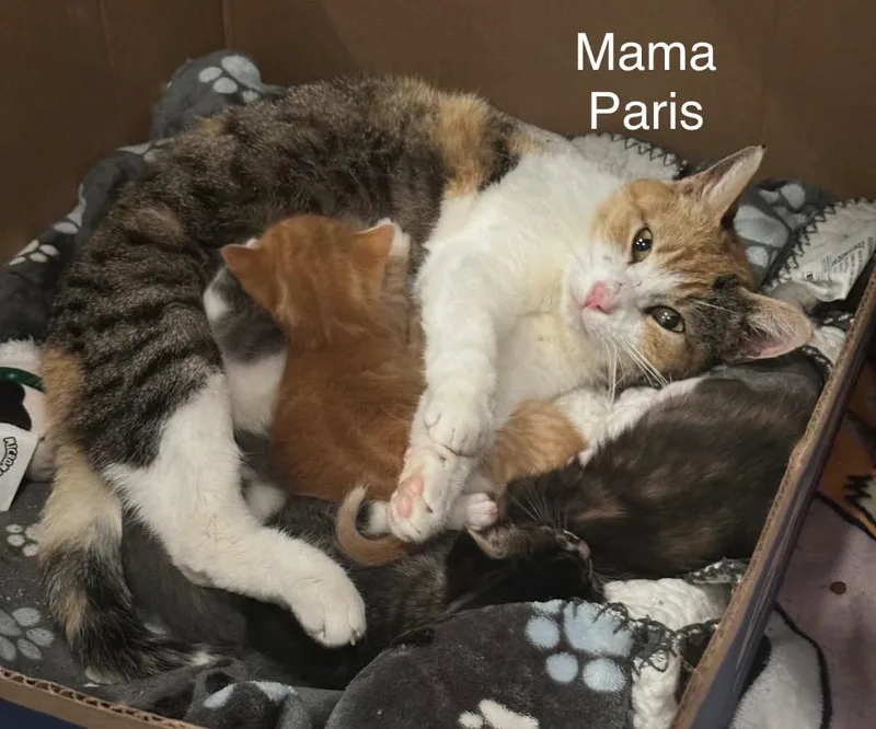 A young large-sized female Calico cat named Paris for adoption in Ewing, NJ