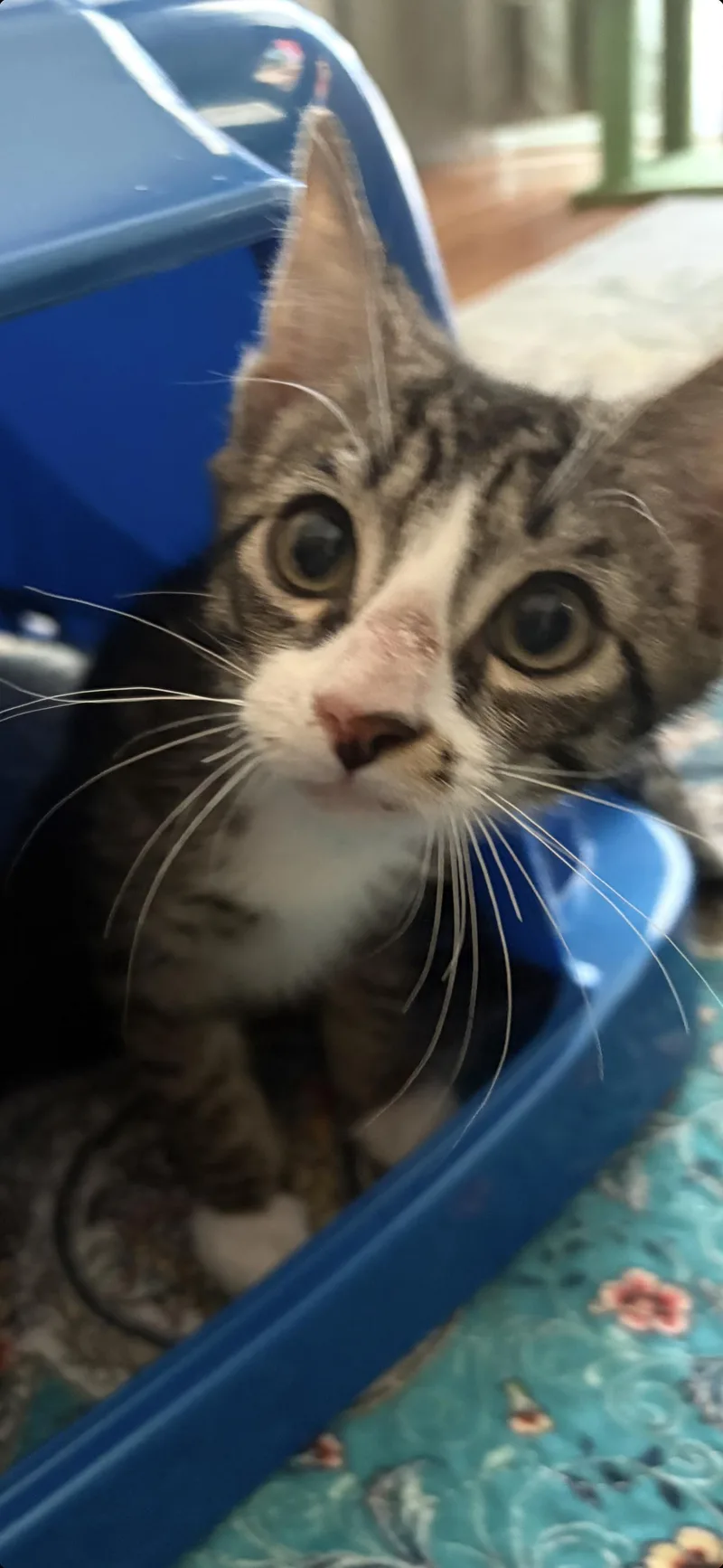 A baby small-sized male Domestic Short Hair cat named Muffin for adoption in Sneads Ferry, NC