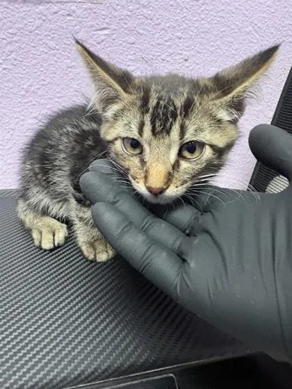 A baby small-sized male Gray / Blue / Silver Domestic Medium Hair cat named 61186218 for adoption in El Paso, TX
