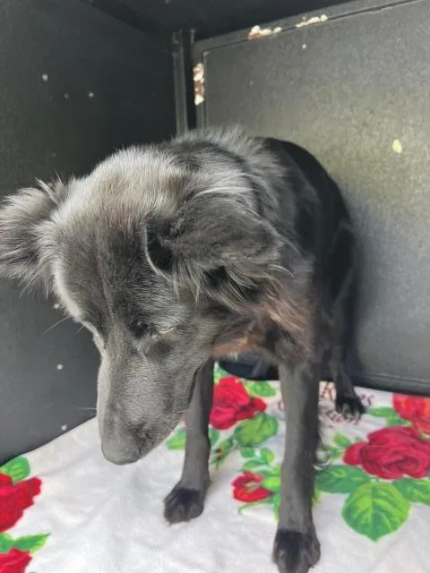 A young medium-sized female Australian Shepherd dog named Maple for adoption in San Luis Obispo, CA
