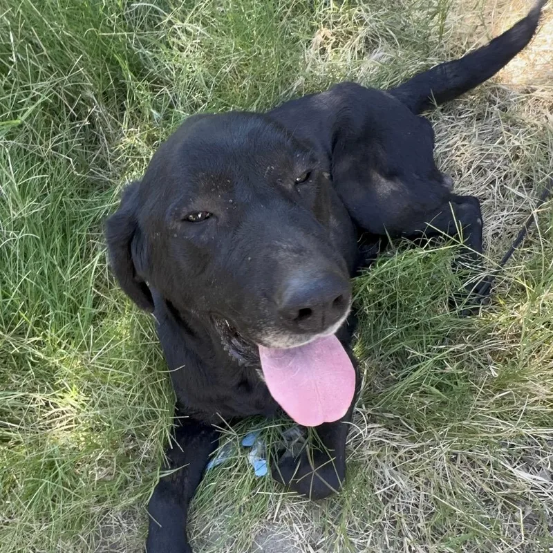 An adult large-sized male Black Labrador Retriever dog named Wyatt for adoption in San Diego, CA
