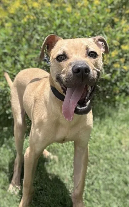 Dr. Pepper thumbnail 5