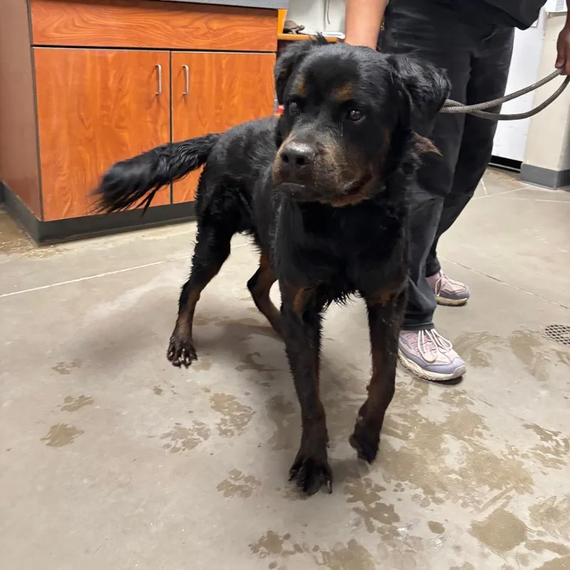 An adult medium-sized male Black Rottweiler dog named Thor for adoption in Yuma, AZ