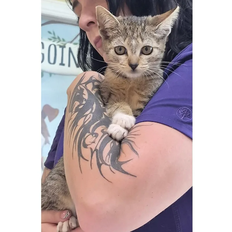 A baby medium-sized female Tabby cat named Serephena for adoption in Clarksville, VA