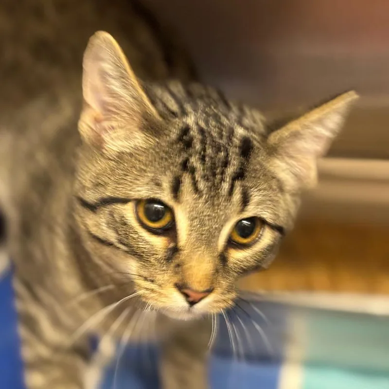 Sterling thumbnail 2