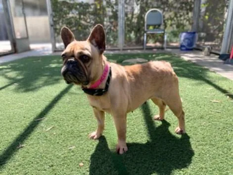 An adult medium-sized female French Bulldog dog named Bonnie for adoption in San Pedro, CA