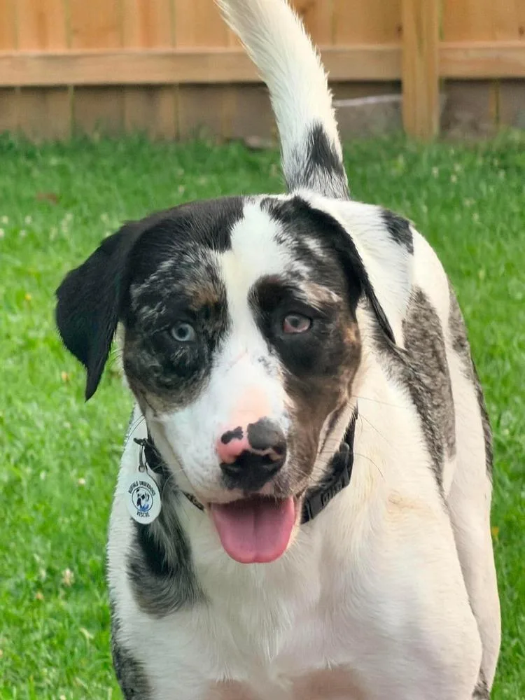 An adult small-sized male Merle (Blue) Catahoula Leopard Dog dog named Orion for adoption in Amherst, NY