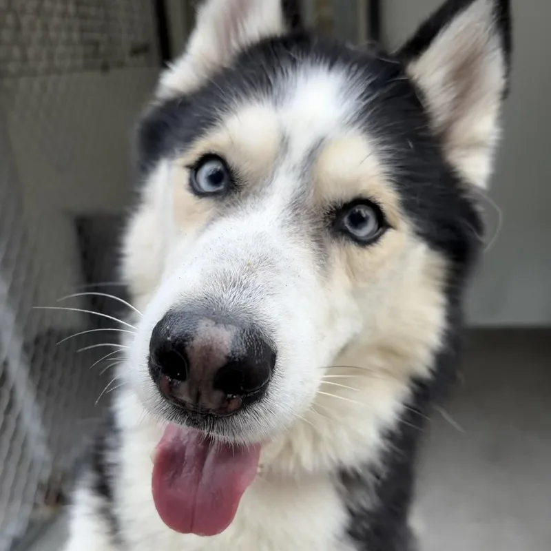 An adult medium-sized male Gray / Blue / Silver Siberian Husky dog named Ezio for adoption in Deerfield, IL