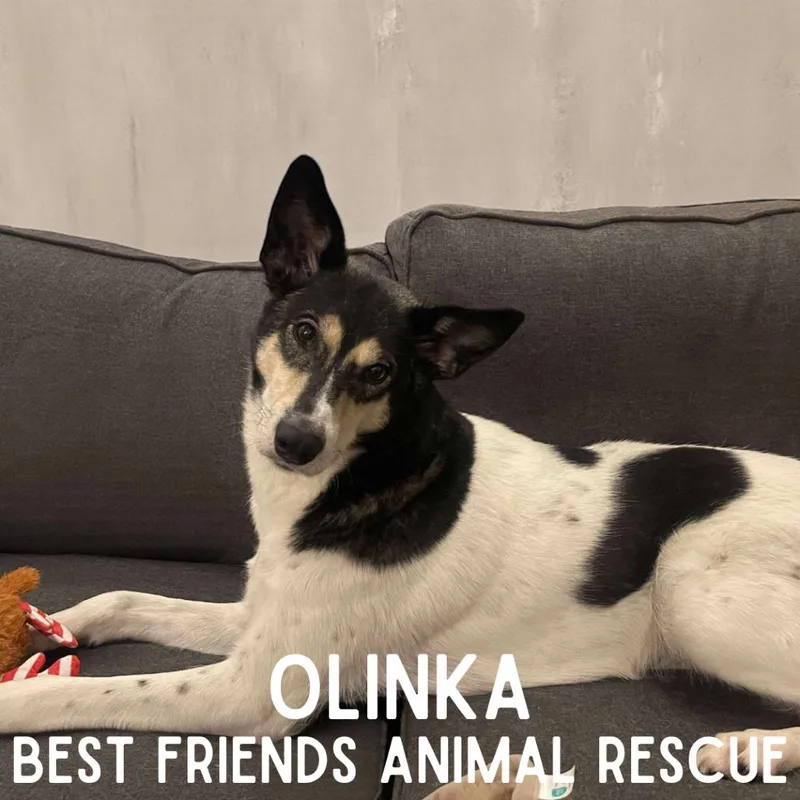 Olinka thumbnail 2