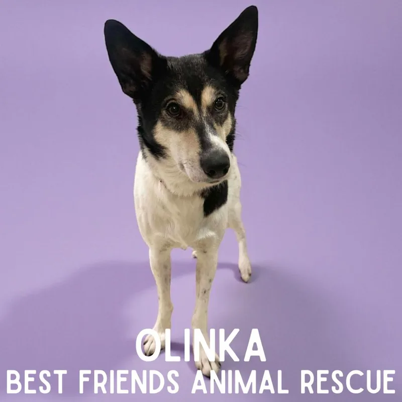 Olinka thumbnail 3