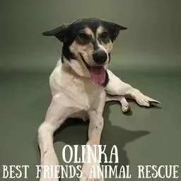Olinka thumbnail 4