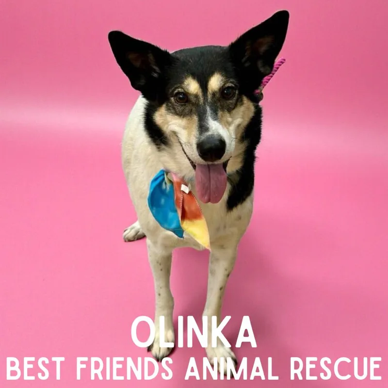 Olinka thumbnail 6