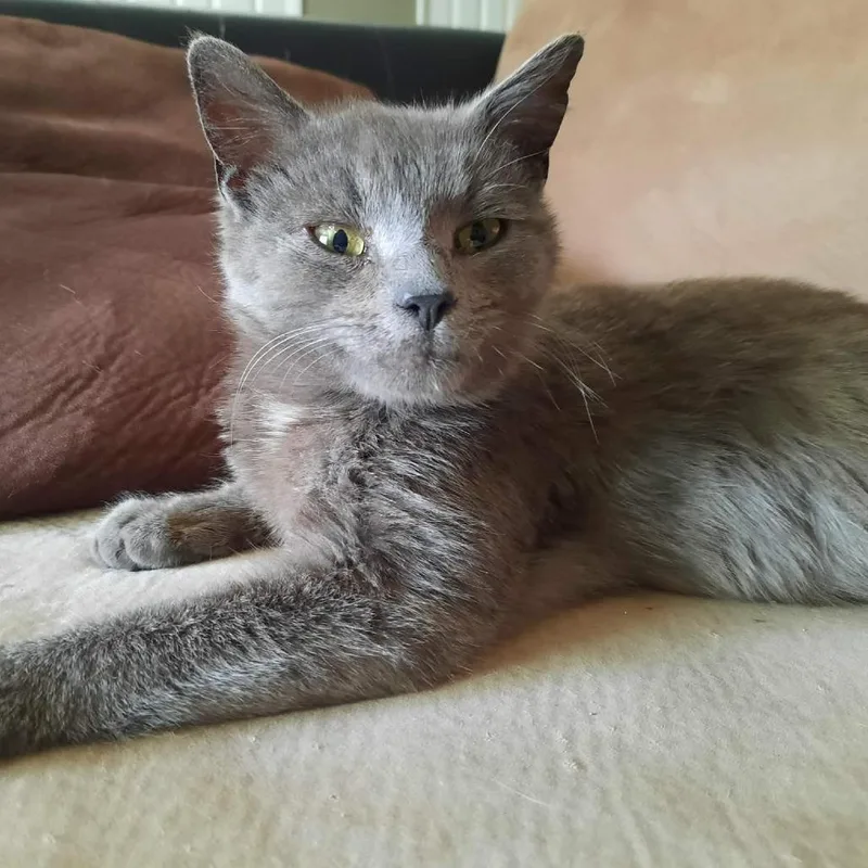 A young medium-sized female Gray / Blue / Silver Domestic Short Hair cat named Purrsephone for adoption in Washington Township, OH