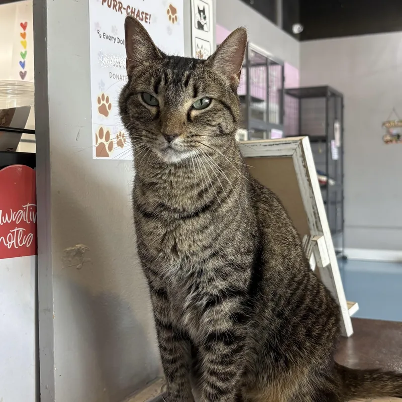 An adult large-sized female Tabby (Brown / Chocolate) Domestic Short Hair cat named Mallorie for adoption in Liverpool, TX