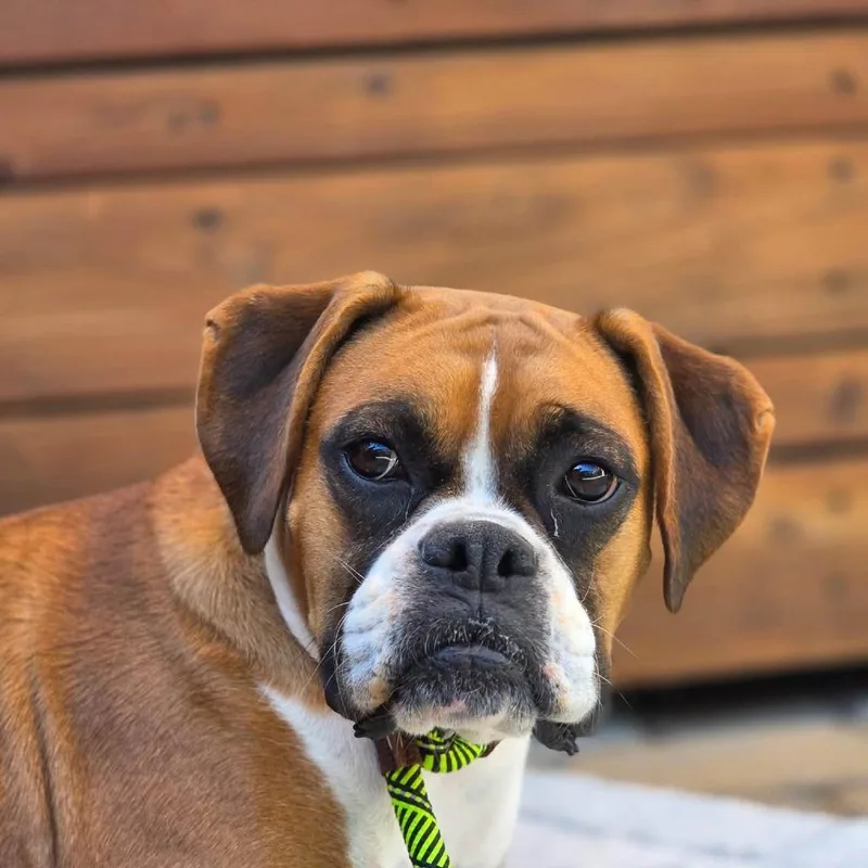 An adult small-sized female Boxer dog named Lady for adoption in McMinnville, OR