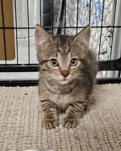 Sweetie