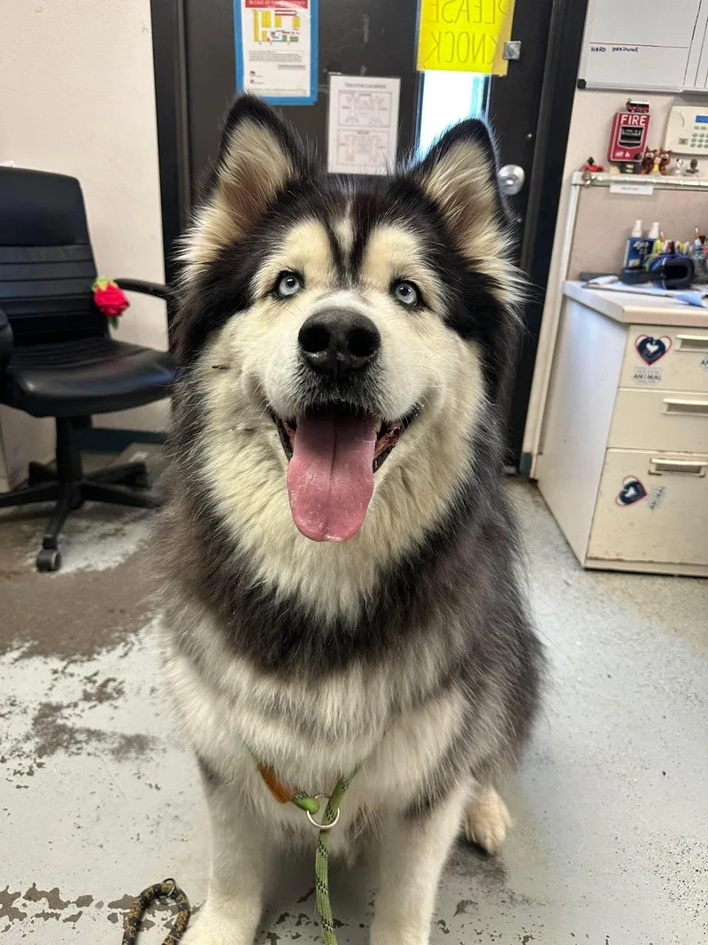 An adult extra large-sized male Alaskan Malamute dog named Damon for adoption in Cottonwood Heights, UT
