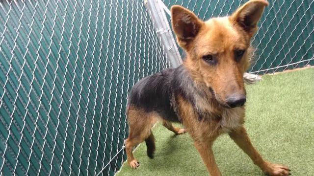 A young large-sized male German Shepherd Dog dog named Wallace for adoption in Downey, CA