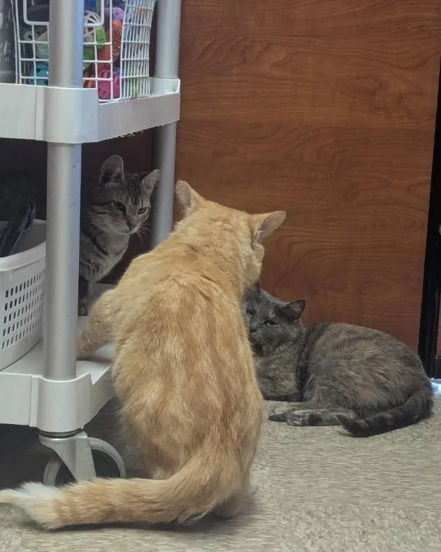 An adult medium-sized male Domestic Short Hair cat named Al Bundy for adoption in Athens, OH