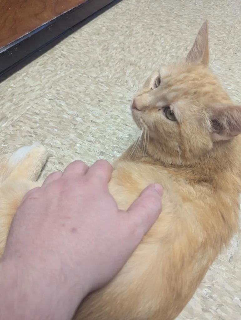 Al Bundy thumbnail 3