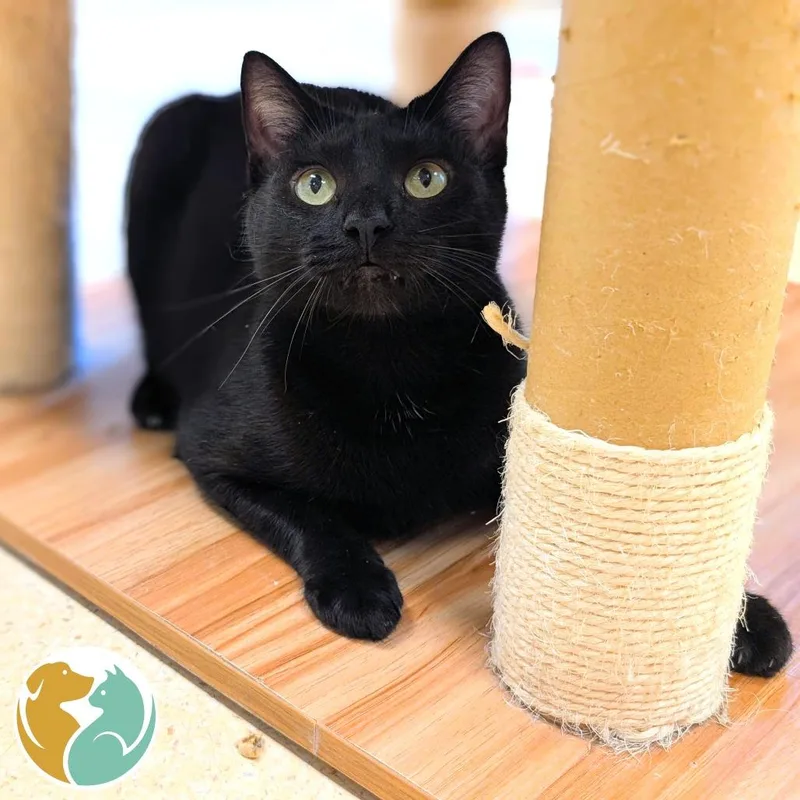An adult medium-sized female Black Domestic Short Hair cat named Tate for adoption in Toledo, OH