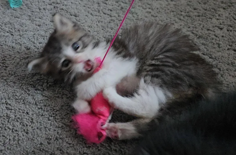 Trixie And Tucker thumbnail 3