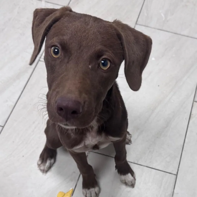 A young small-sized female Mixed Breed dog named Meredith for adoption in Lufkin, TX