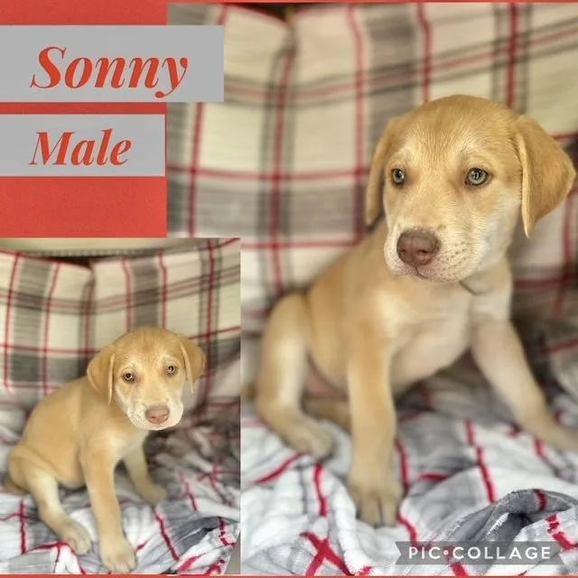 A baby medium-sized male Labrador Retriever dog named Sonny for adoption in Manchester, CT