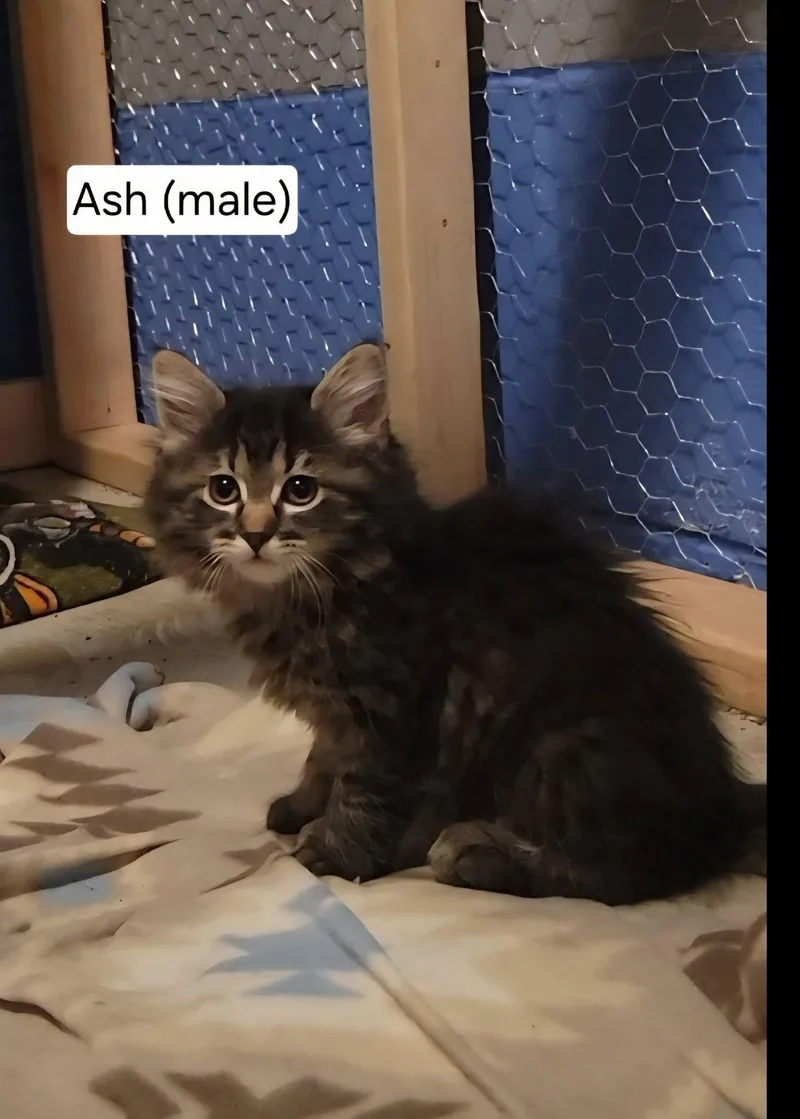 Ash Z