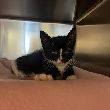 A baby small-sized female Black Domestic Short Hair cat named Lunchbox for adoption in Charlottesville, VA