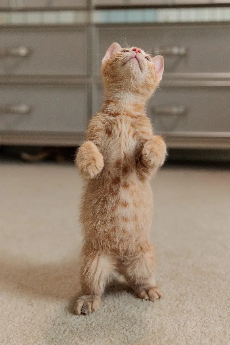 A baby large-sized male Domestic Short Hair cat named Tigger for adoption in Gainesville, VA